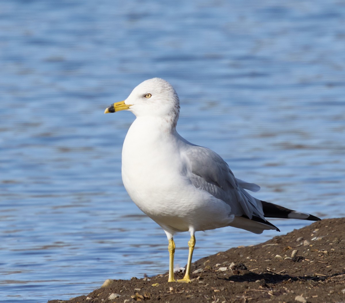 Ring-billed Gull - ML627587836