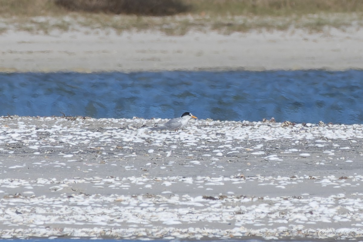 Australian Fairy Tern - ML627587840