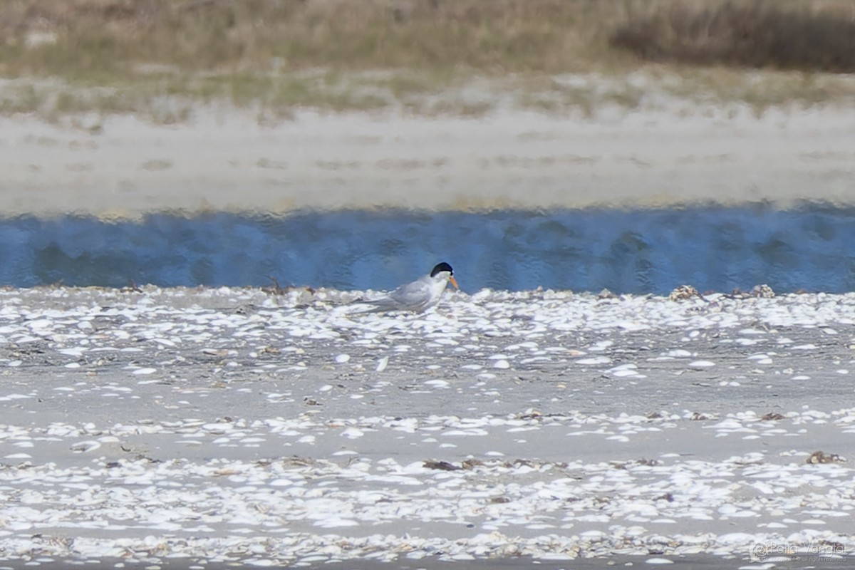 Australian Fairy Tern - ML627587841