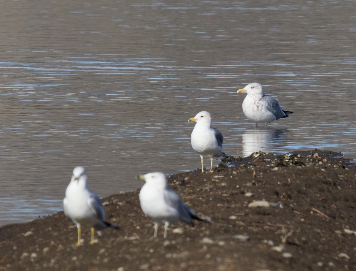 American Herring Gull - ML627587848