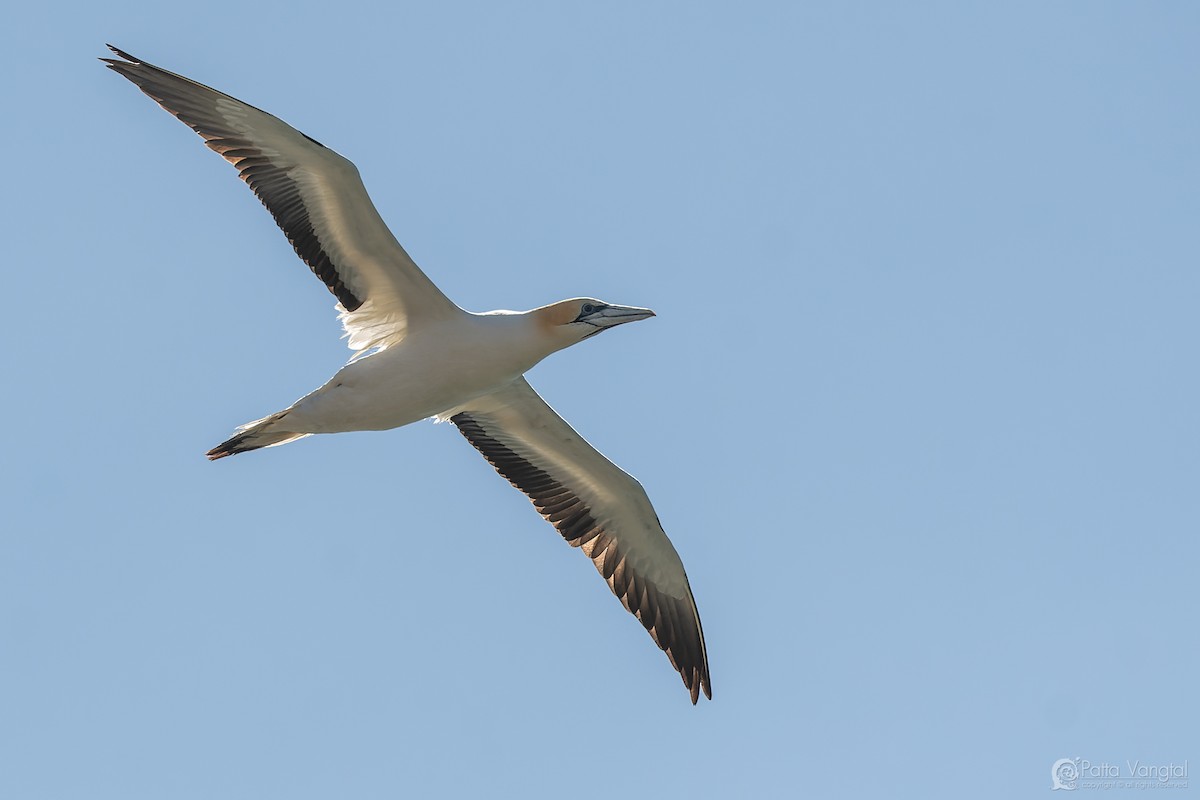 Australasian Gannet - ML627587870