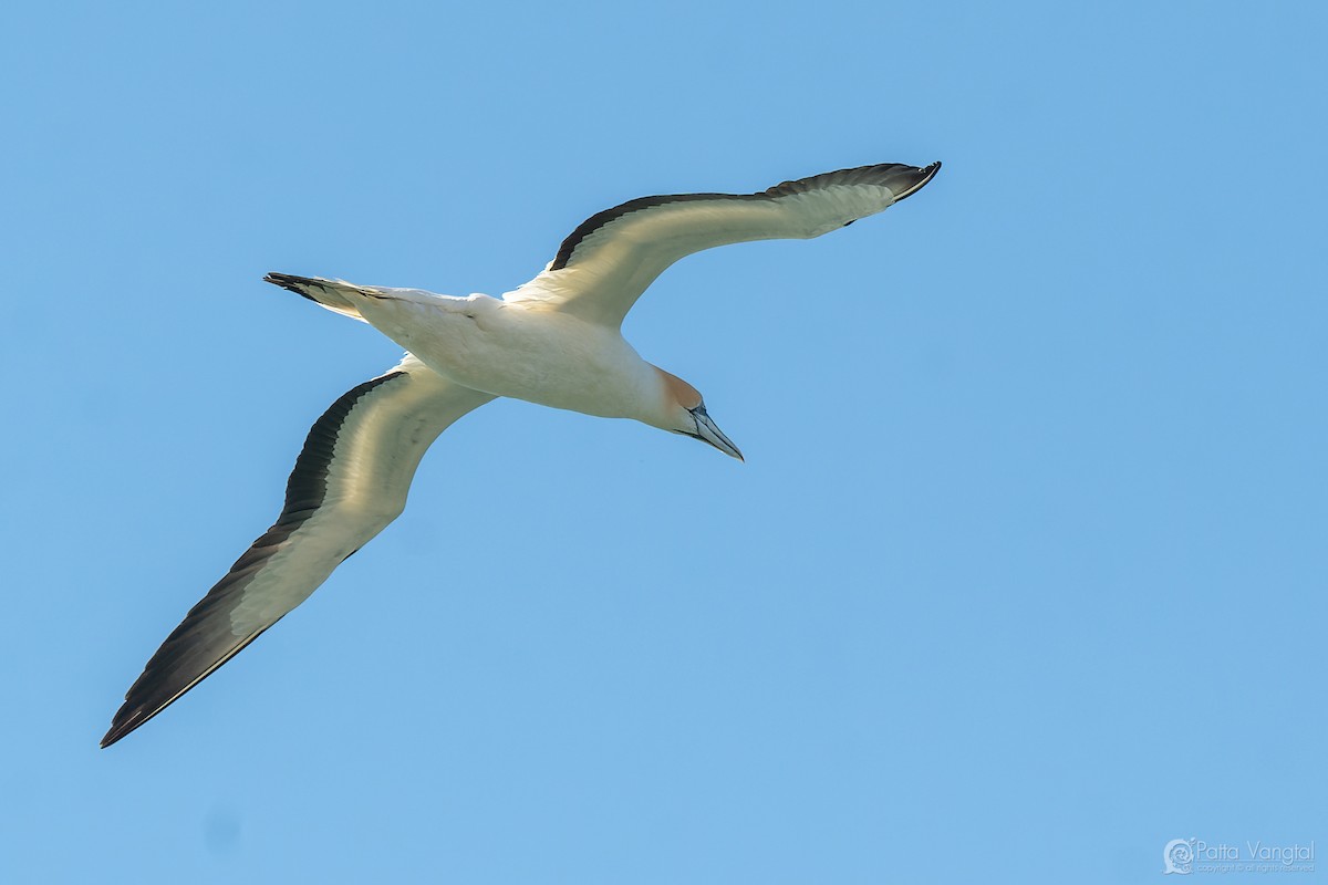 Australasian Gannet - ML627587871