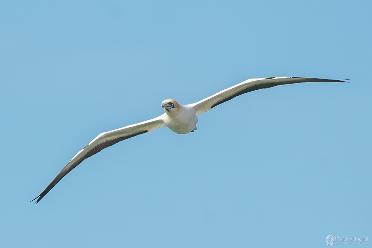 Australasian Gannet - ML627587872