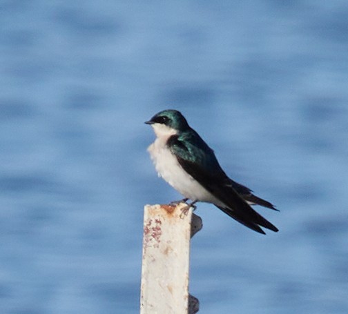 Tree Swallow - ML627587886