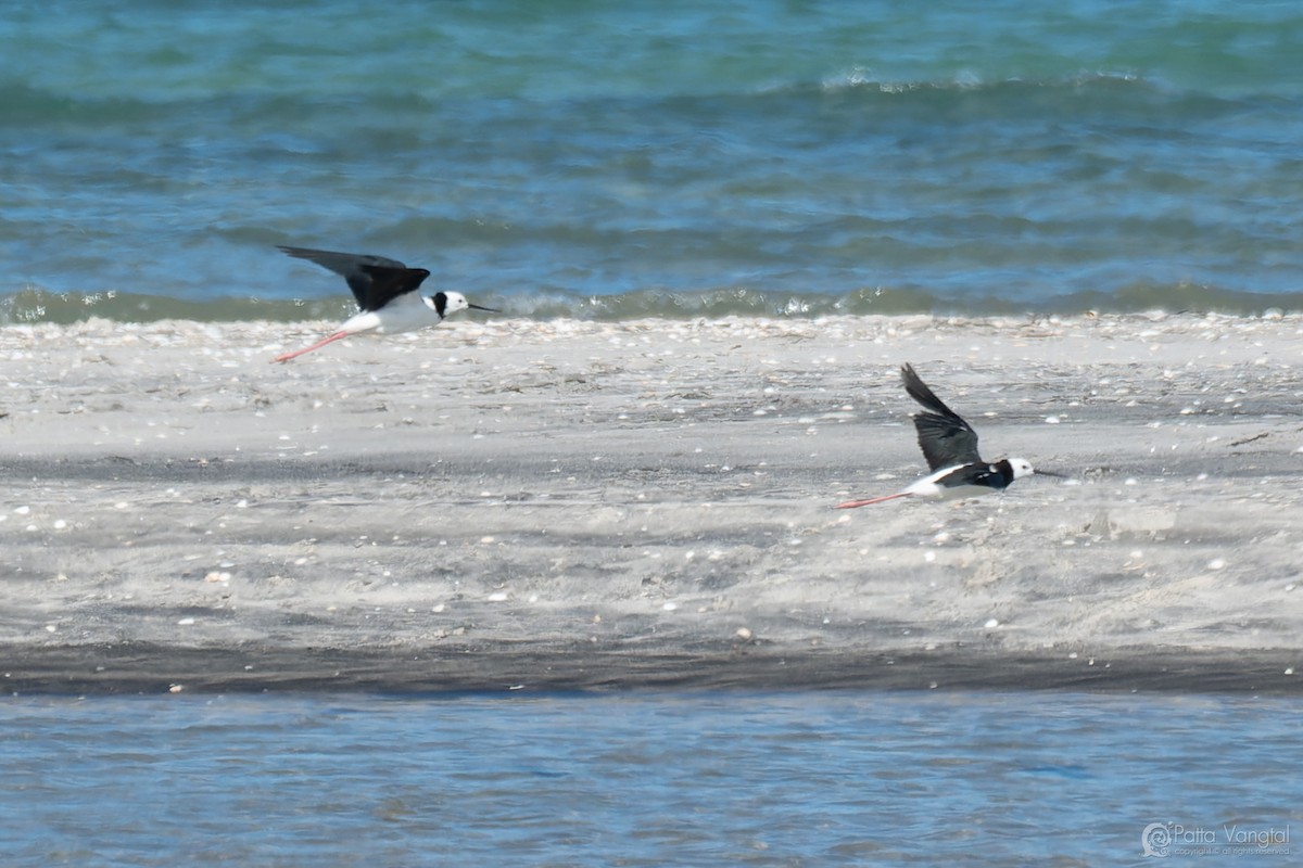 Pied Stilt - ML627587909