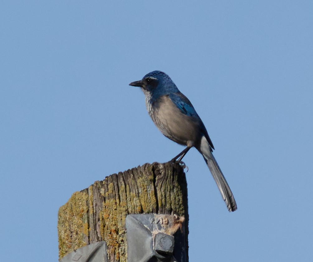 California Scrub-Jay - ML627587914