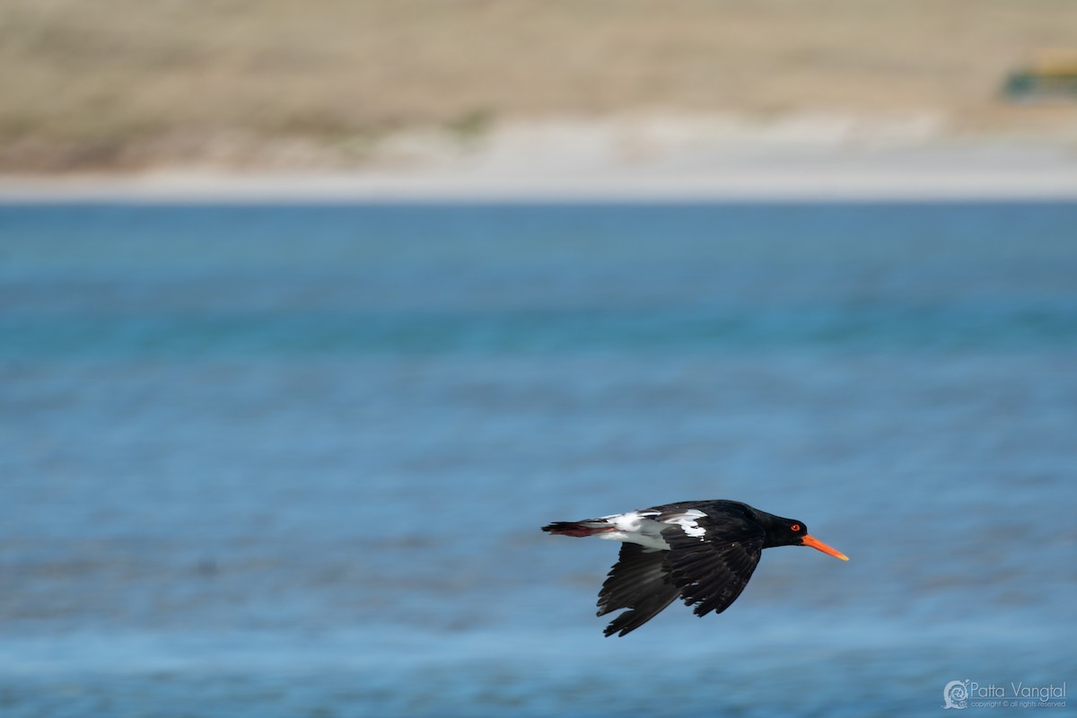 Variable Oystercatcher - ML627587937