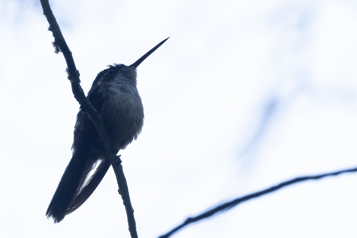 Green-throated Mountain-gem - ML627587945