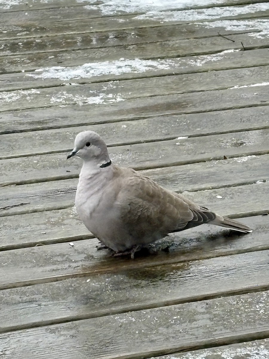Eurasian Collared-Dove - ML627587956