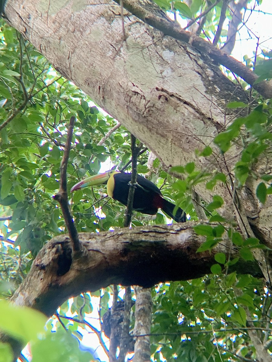 Keel-billed Toucan - ML627588177