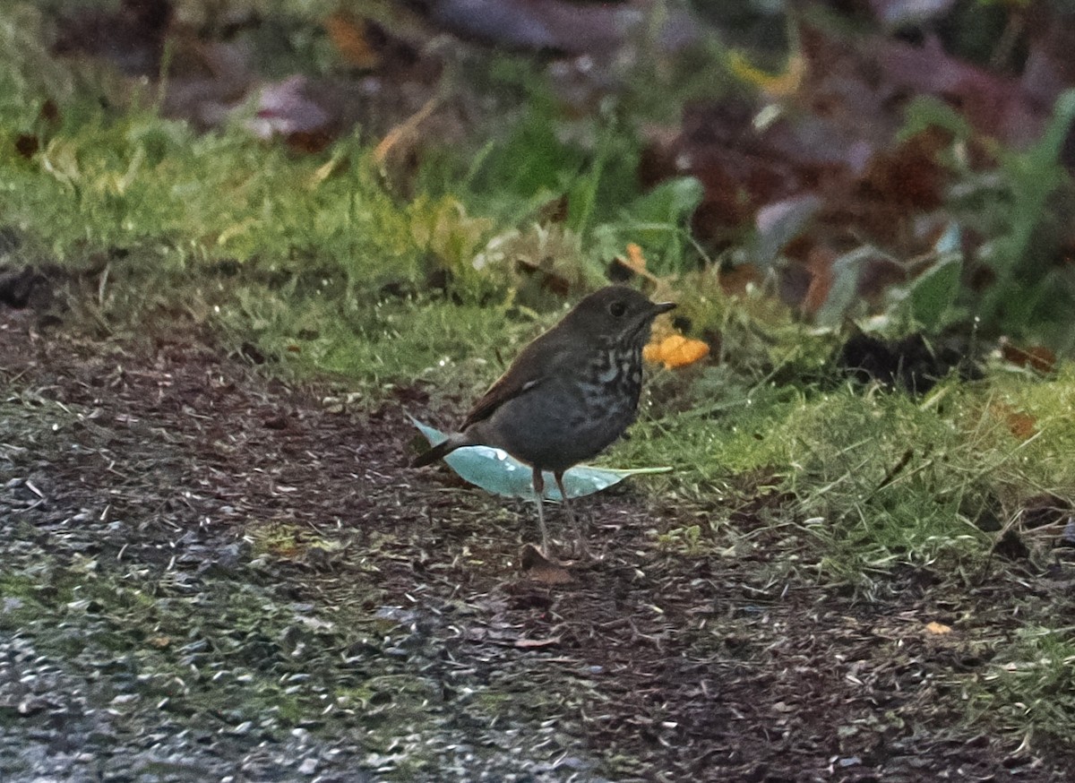 Hermit Thrush - ML627588266