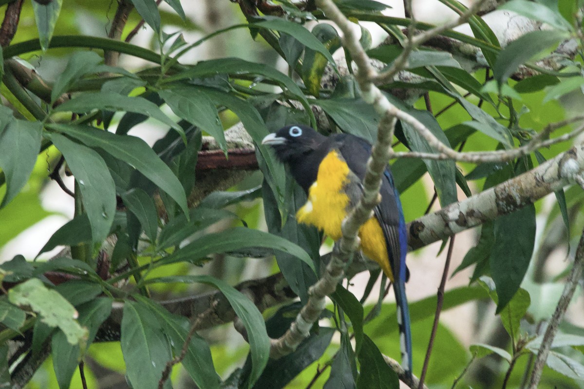 Kara Başlı Trogon - ML627588384