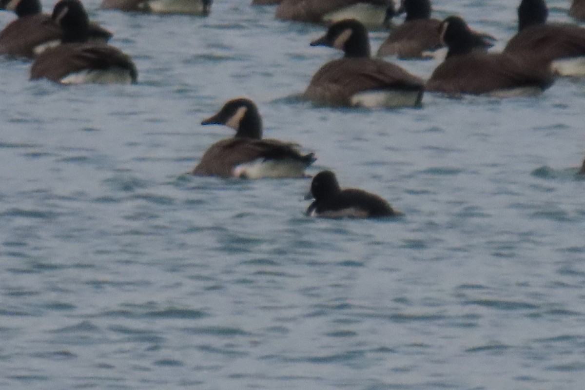 Ring-necked Duck - ML627588402