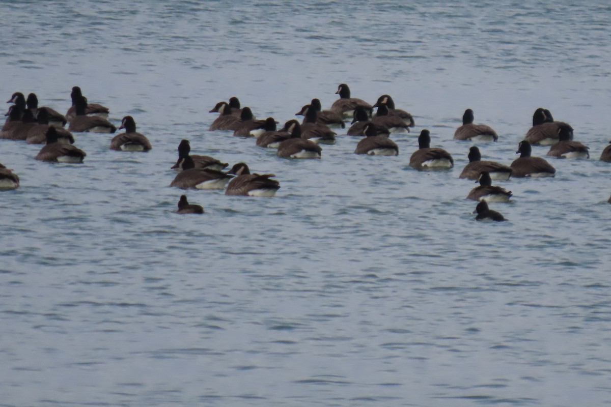 Ring-necked Duck - ML627588403