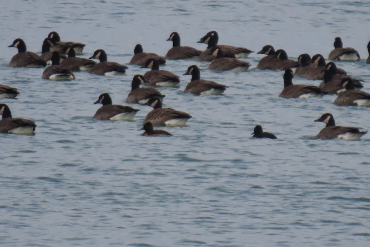 Ring-necked Duck - ML627588404