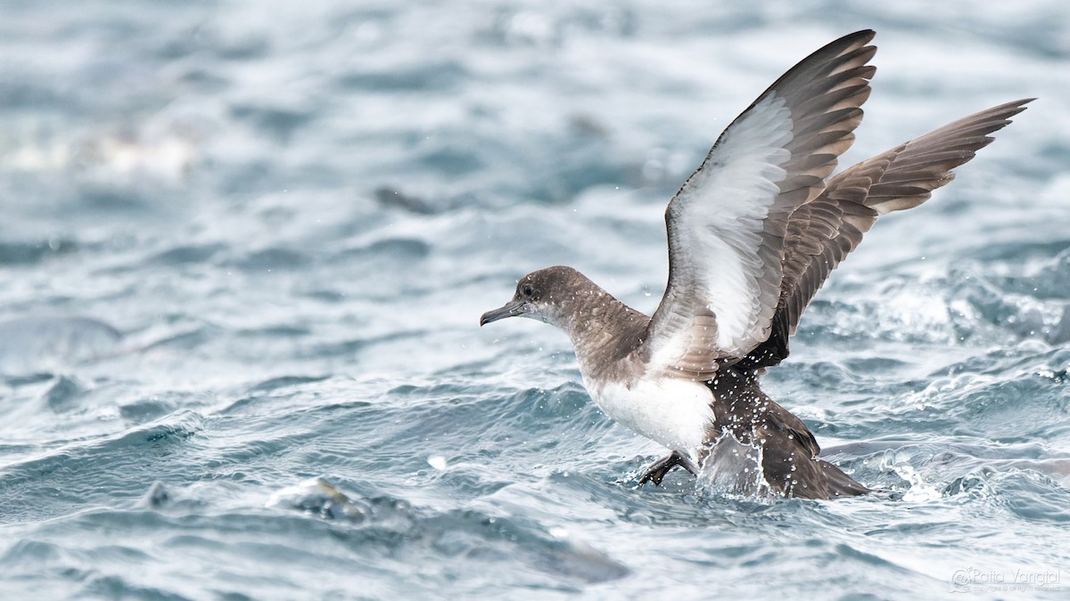 Fluttering Shearwater - ML627588510