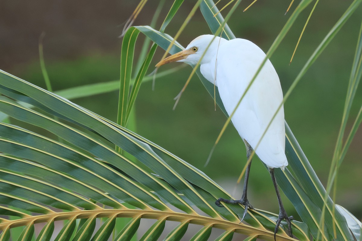 Western Cattle-Egret - ML627588529