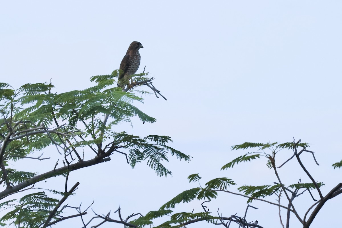 Broad-winged Hawk (Caribbean) - ML627588537