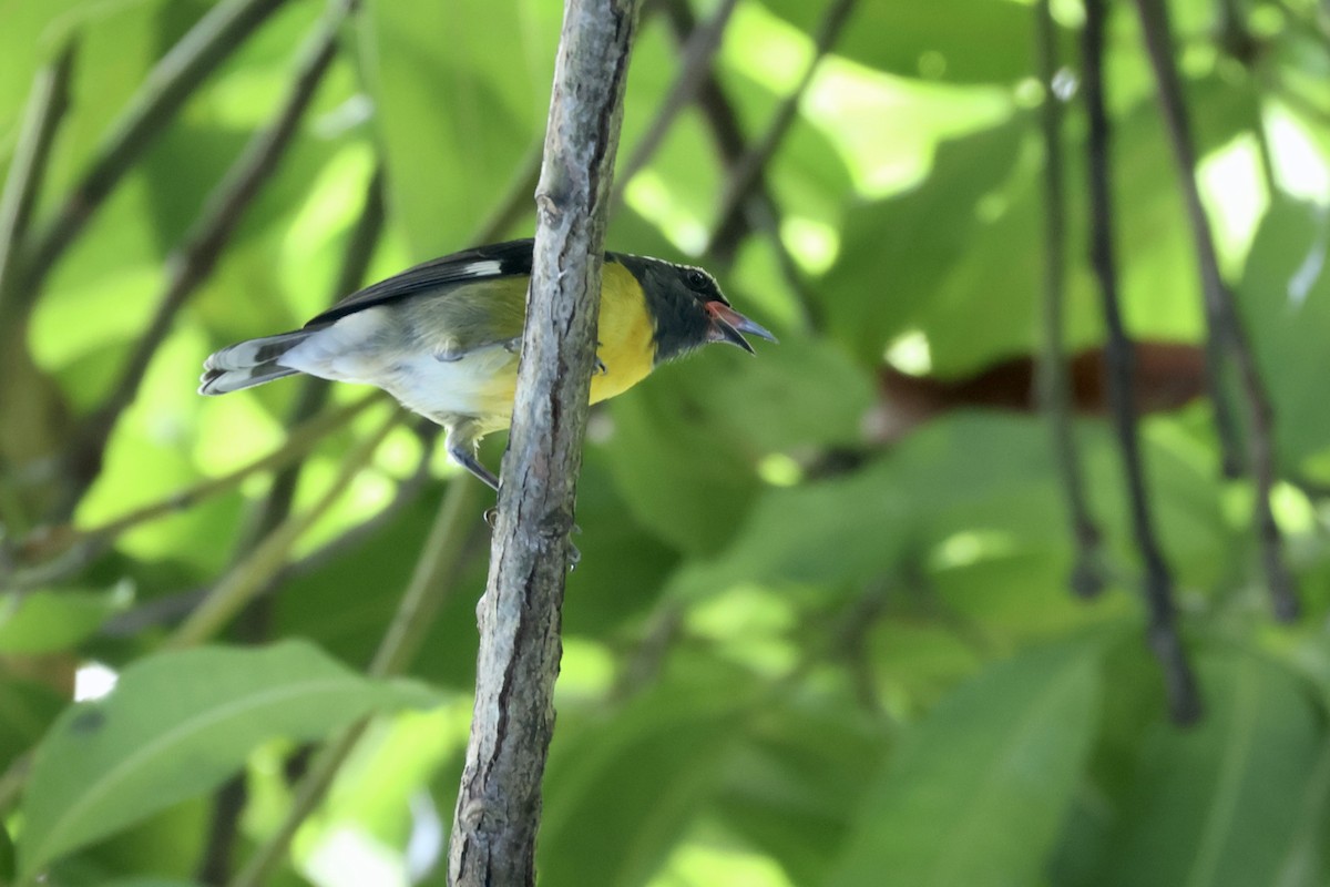 Bananaquit (St. Vincent) - ML627588558