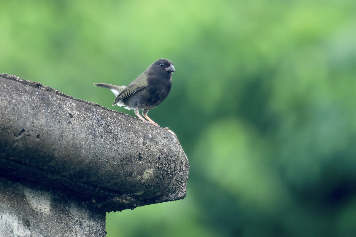 Black-faced Grassquit - ML627588562