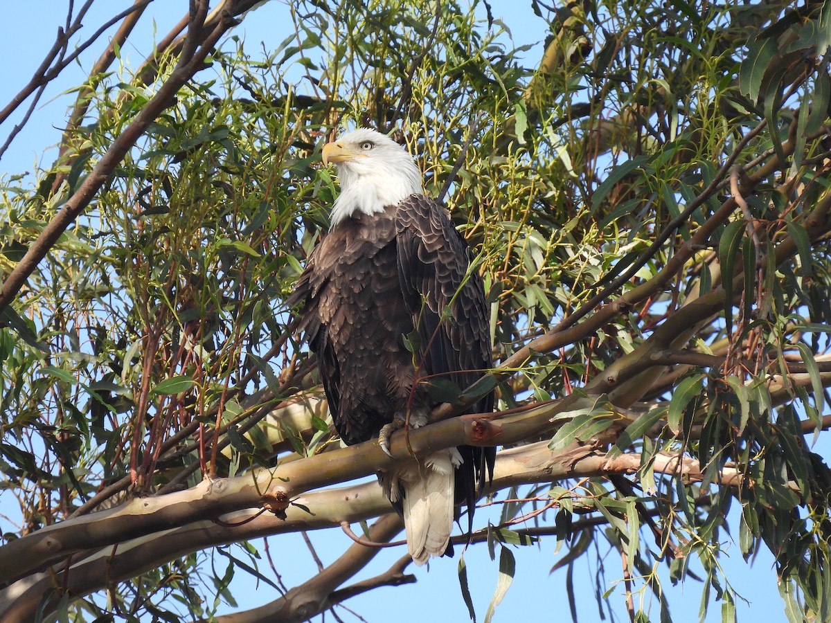 Bald Eagle - ML627588566