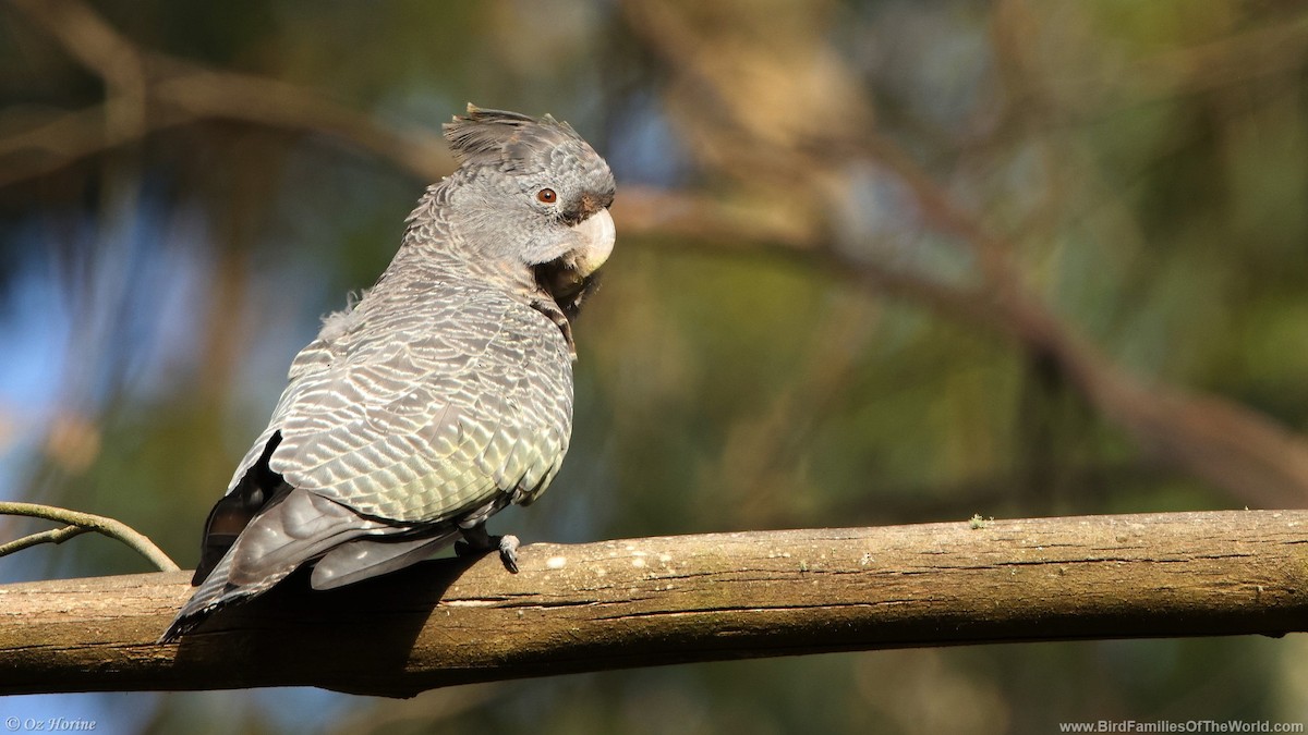 Gang-gang Cockatoo - ML627588594