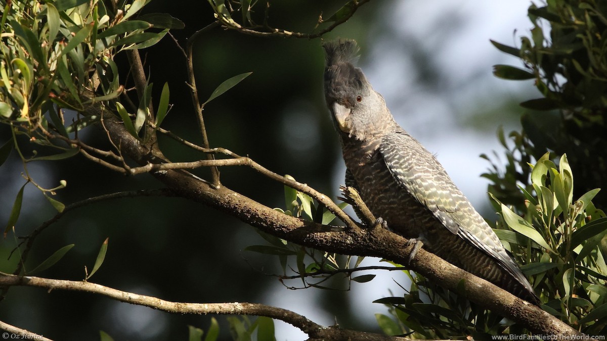 Gang-gang Cockatoo - ML627588595