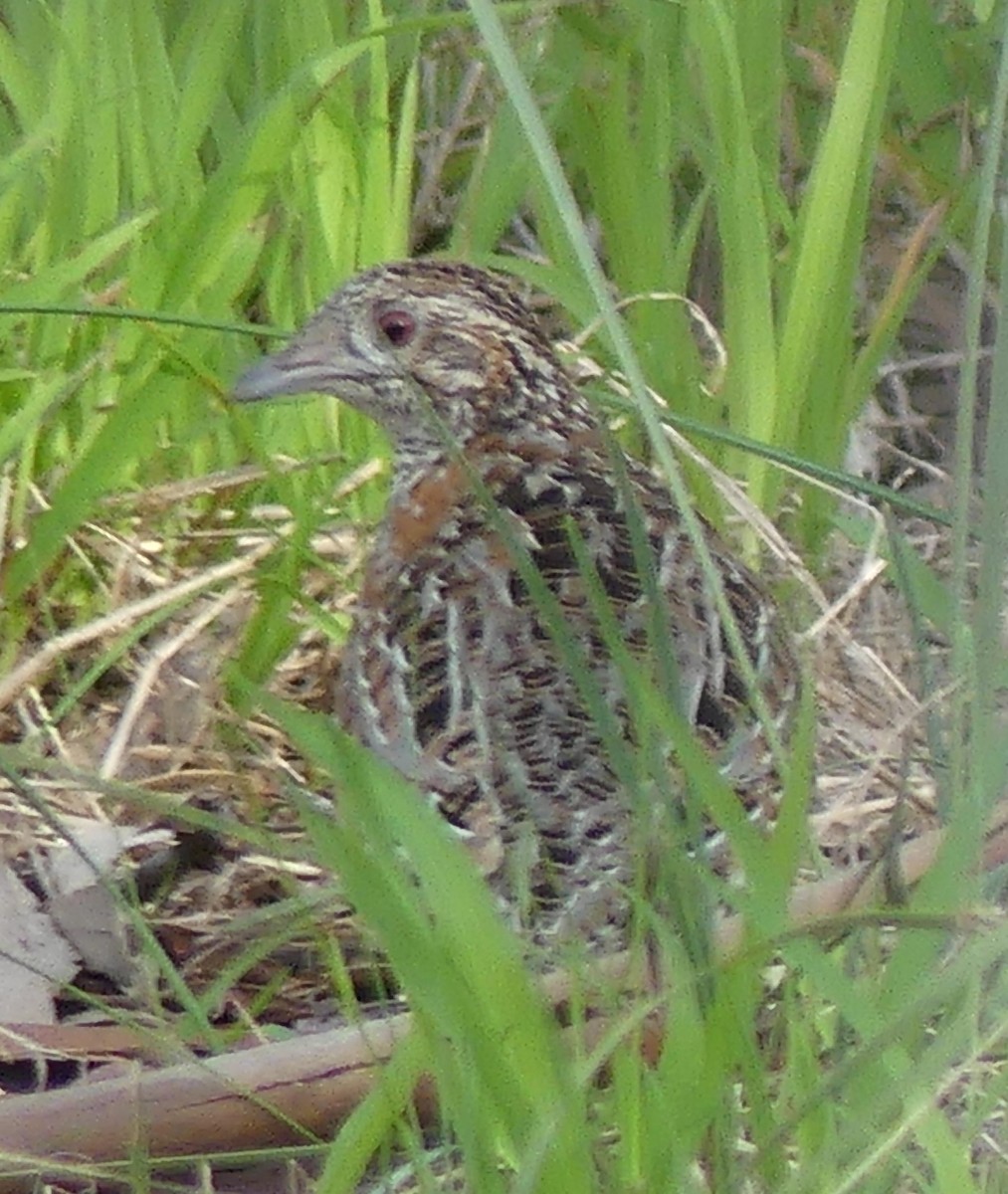 perepel rudooký - ML627588642