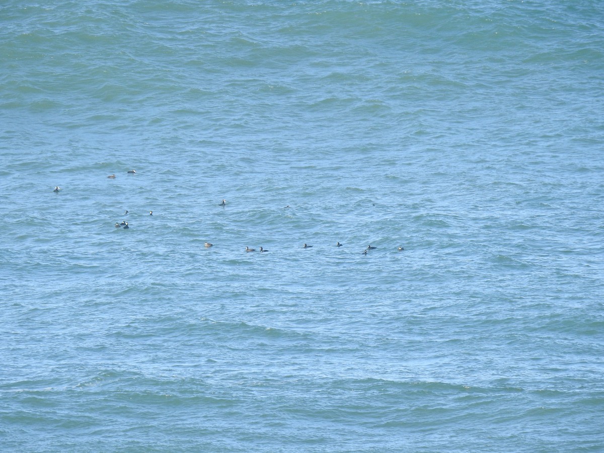 Black Scoter - ML627588727