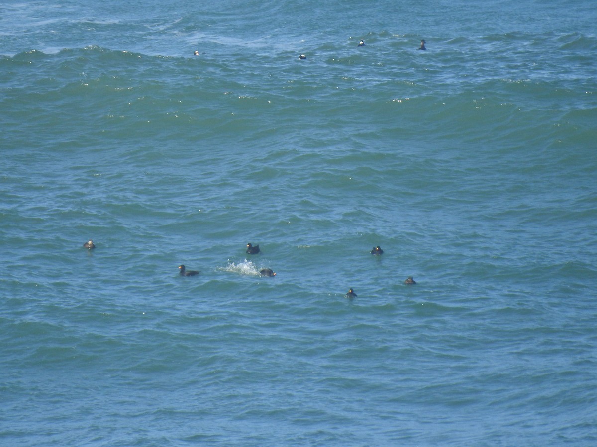 Black Scoter - ML627588728