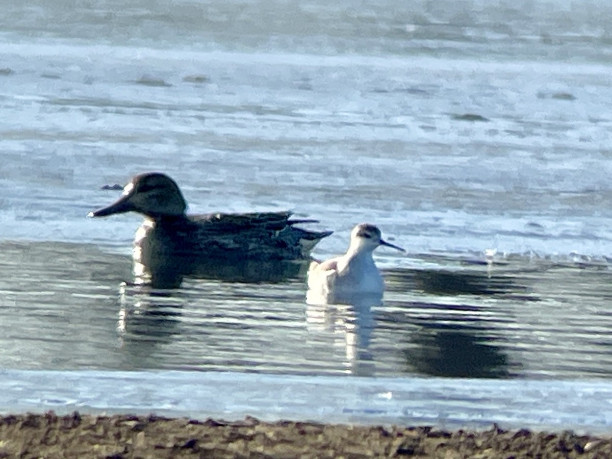 Wilson's Phalarope - ML627588748