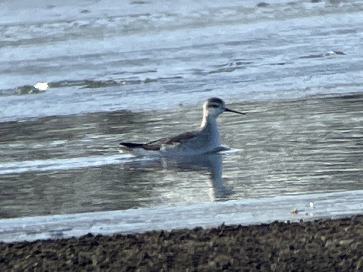 Wilson's Phalarope - ML627588749