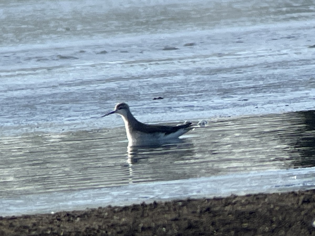 Wilson's Phalarope - ML627588750