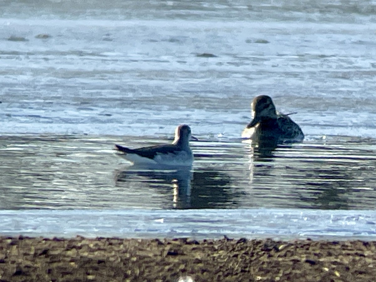 Wilson's Phalarope - ML627588751