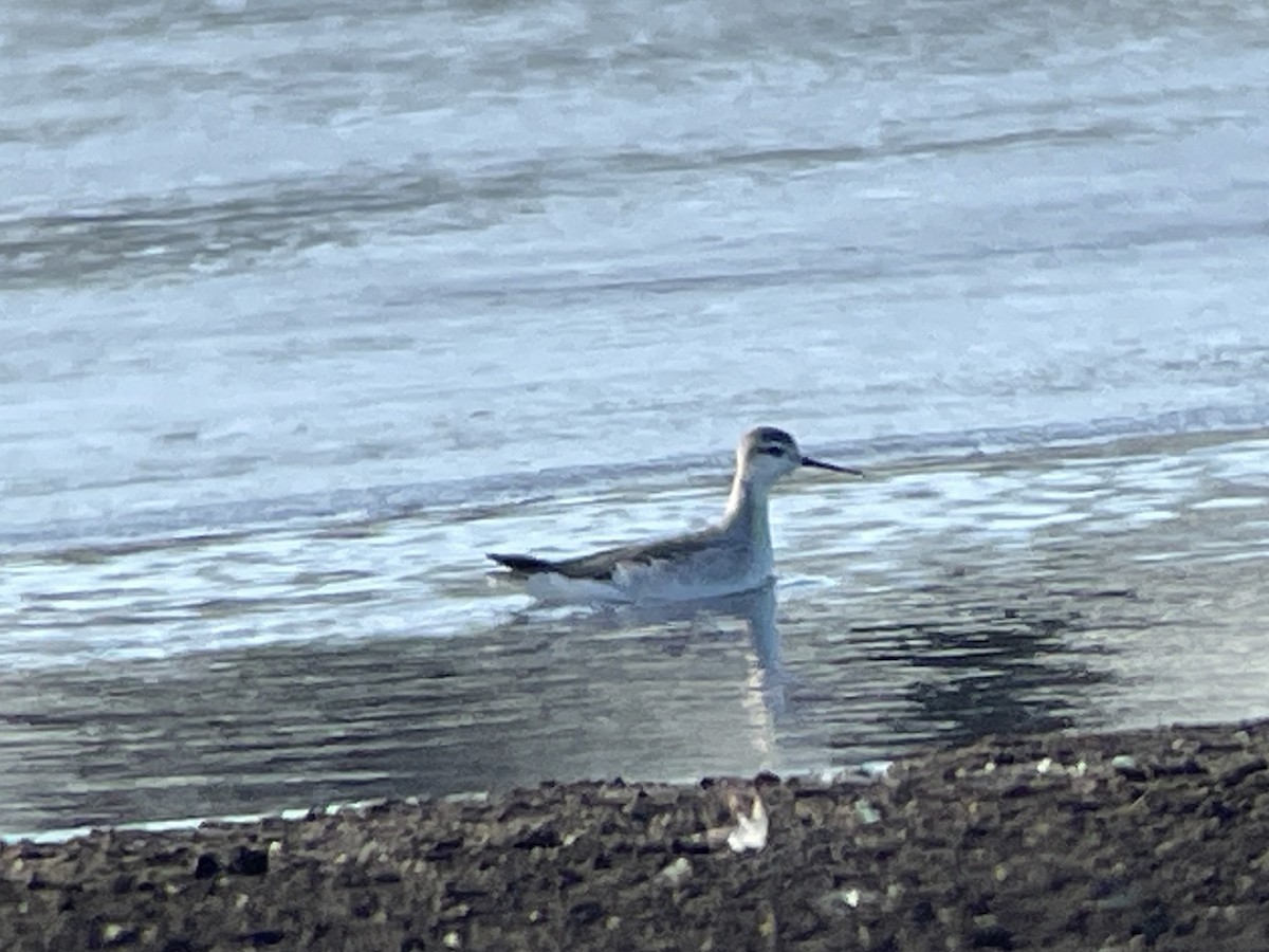 Wilson's Phalarope - ML627588752