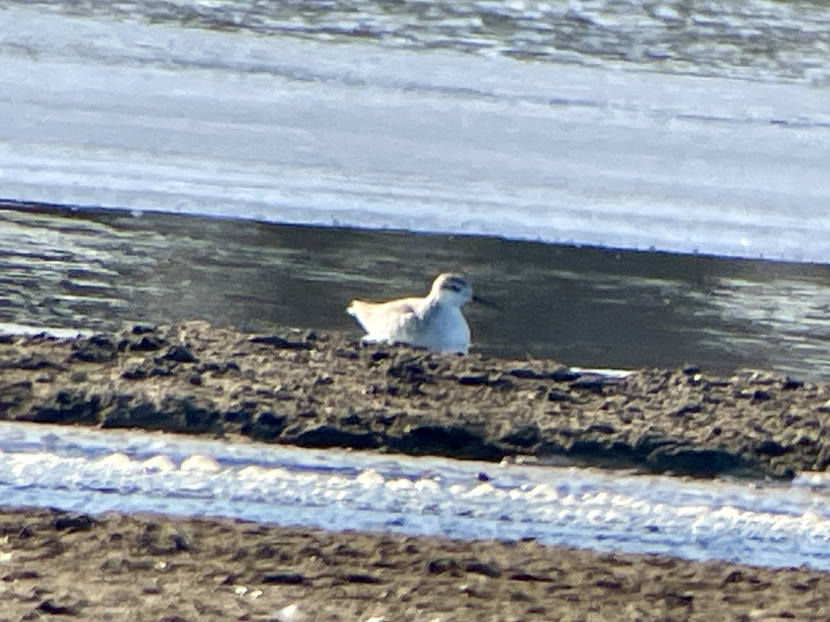 Wilson's Phalarope - ML627588753