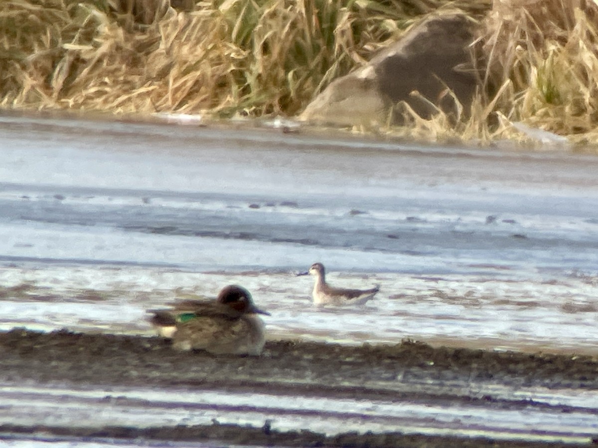 Wilson's Phalarope - ML627588754