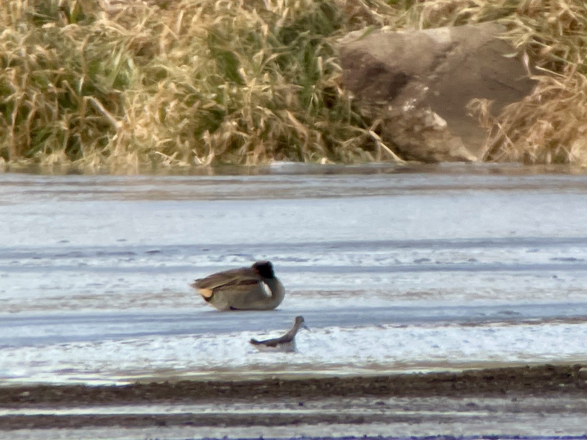 Wilson's Phalarope - ML627588755