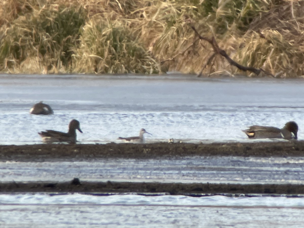 Wilson's Phalarope - ML627588756