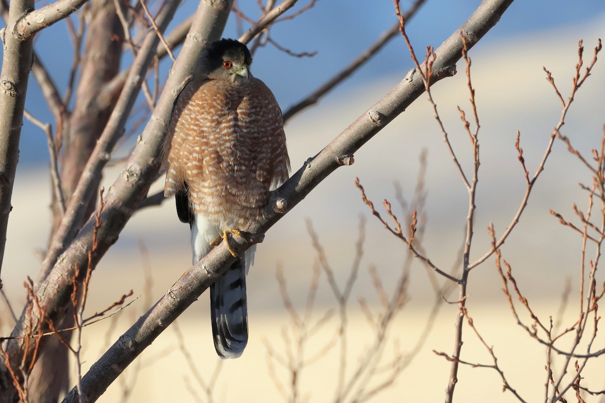 Cooper's Hawk - ML627588981