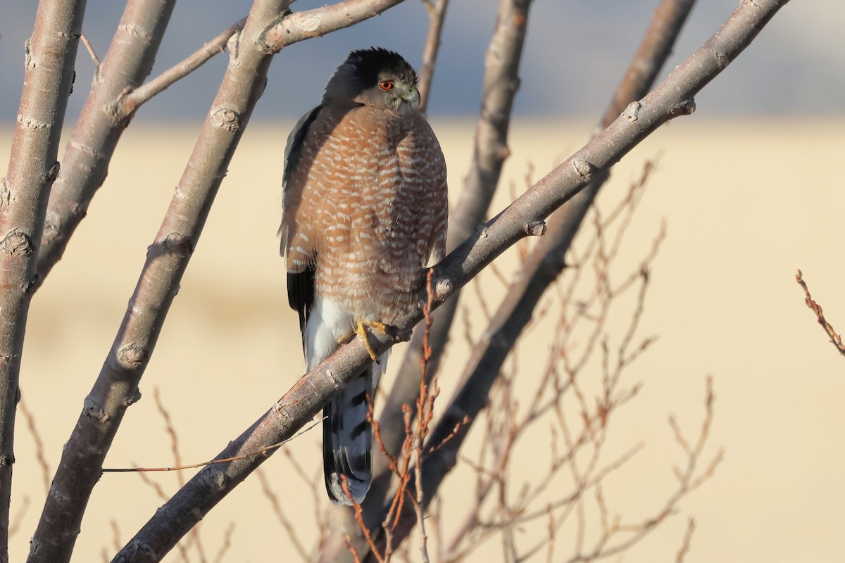 Cooper's Hawk - ML627588982