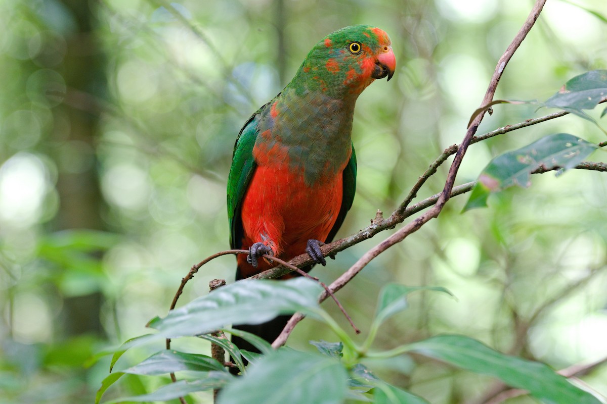 Australian King-Parrot - Norman Jackson