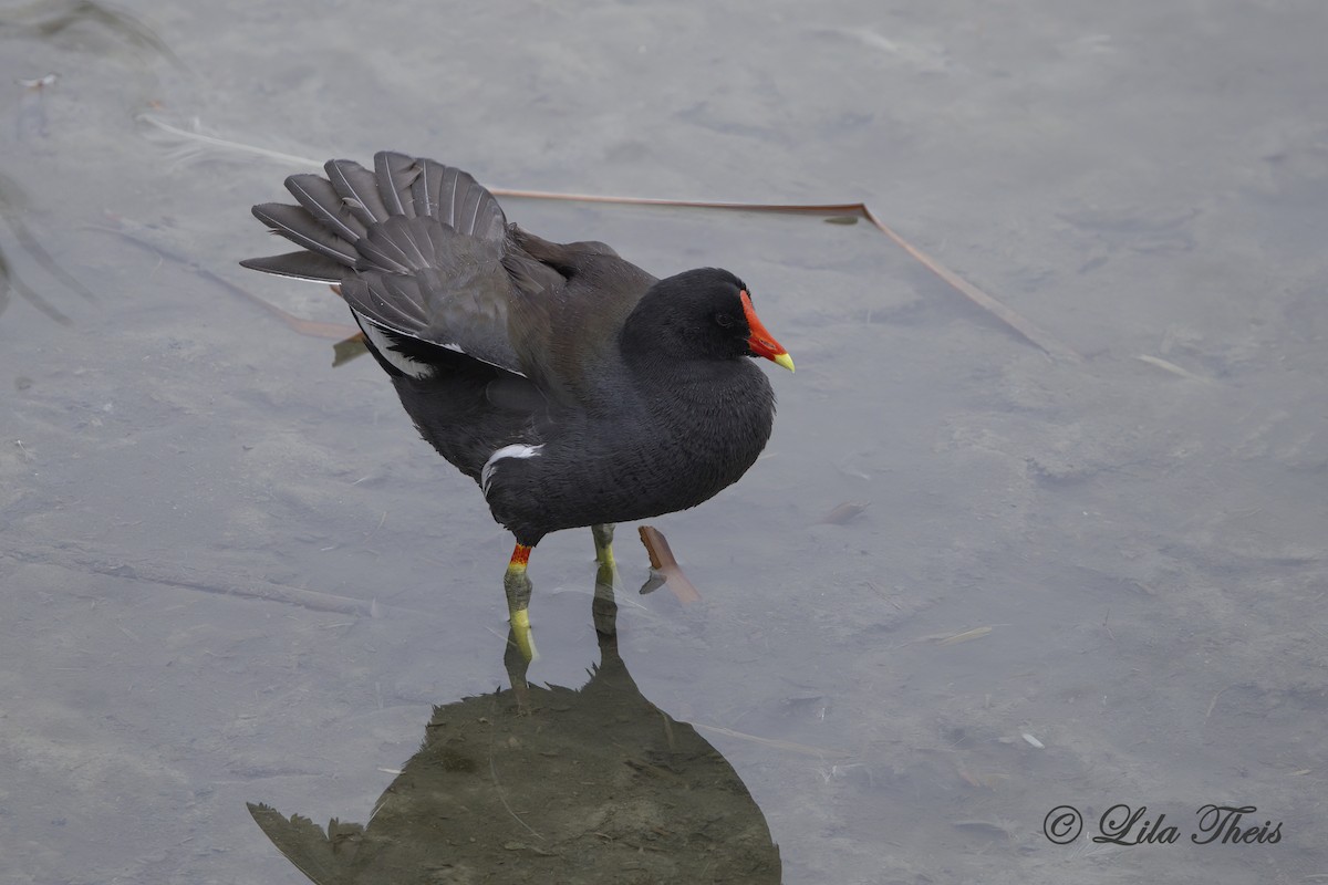 Gallinule d'Amérique - ML627589079