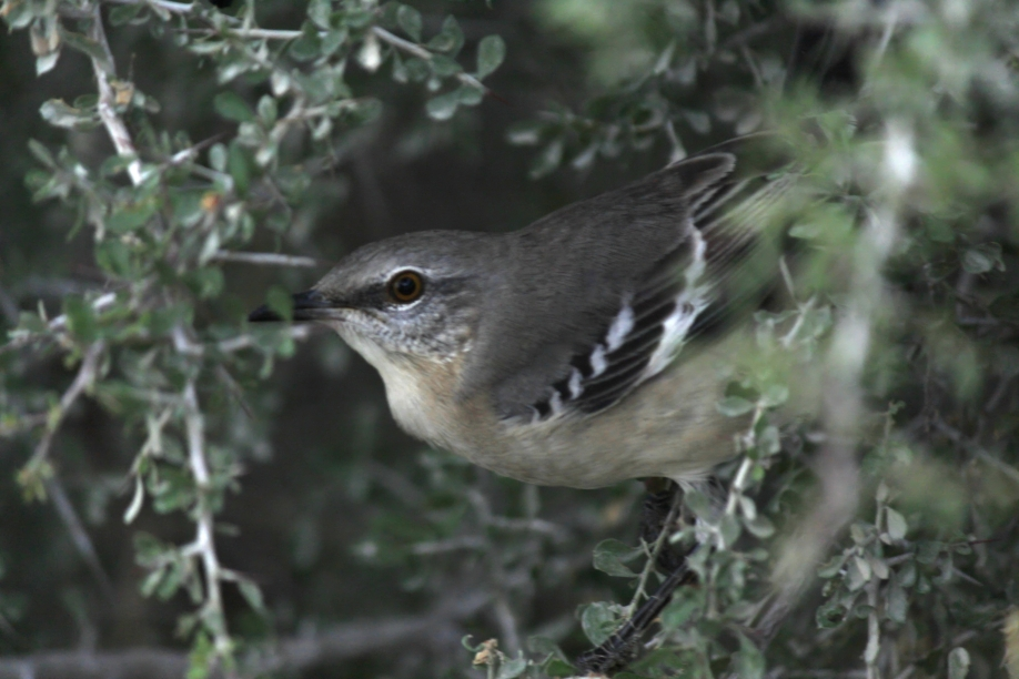 Northern Mockingbird - ML627589115