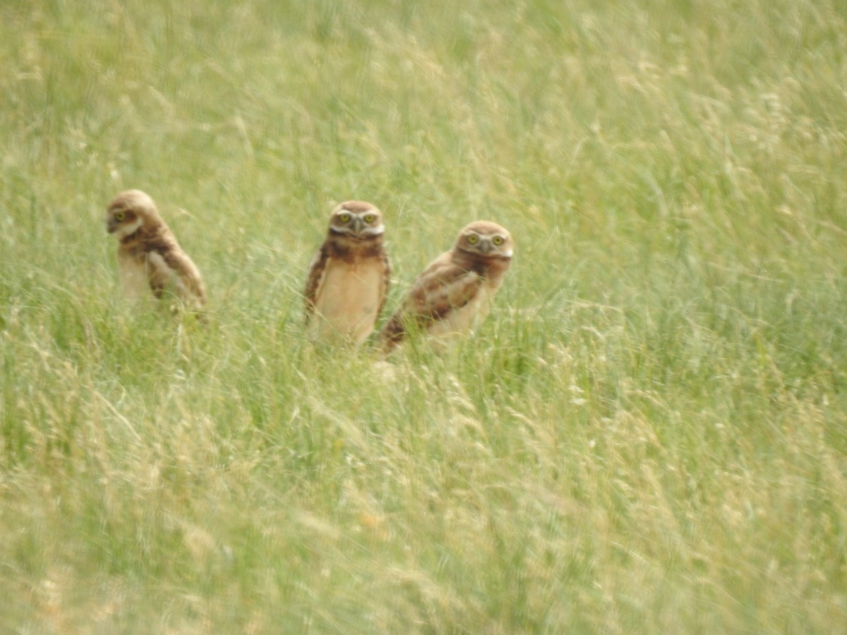 Burrowing Owl - ML627589142