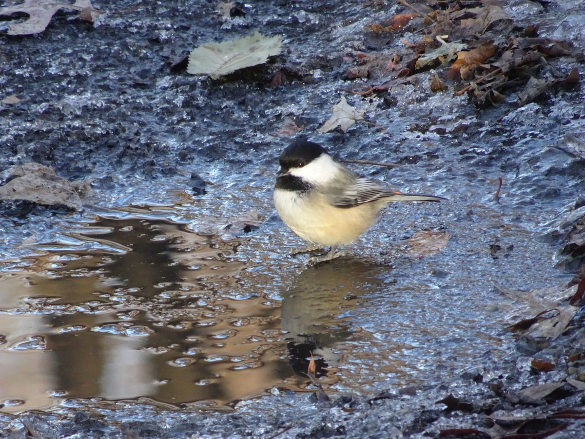 Black-capped Chickadee - ML627589163