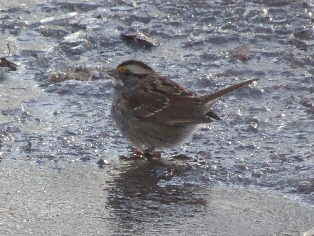 White-throated Sparrow - ML627589170