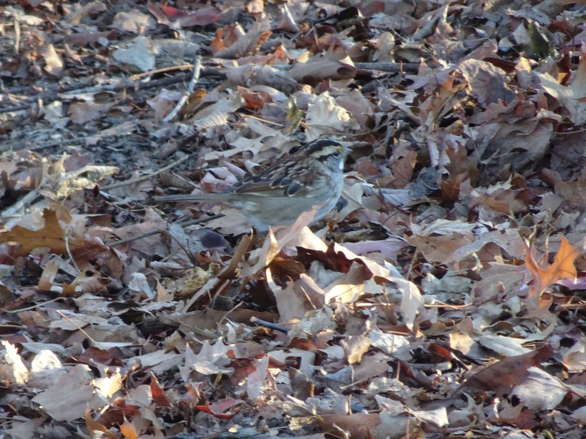 White-throated Sparrow - ML627589172