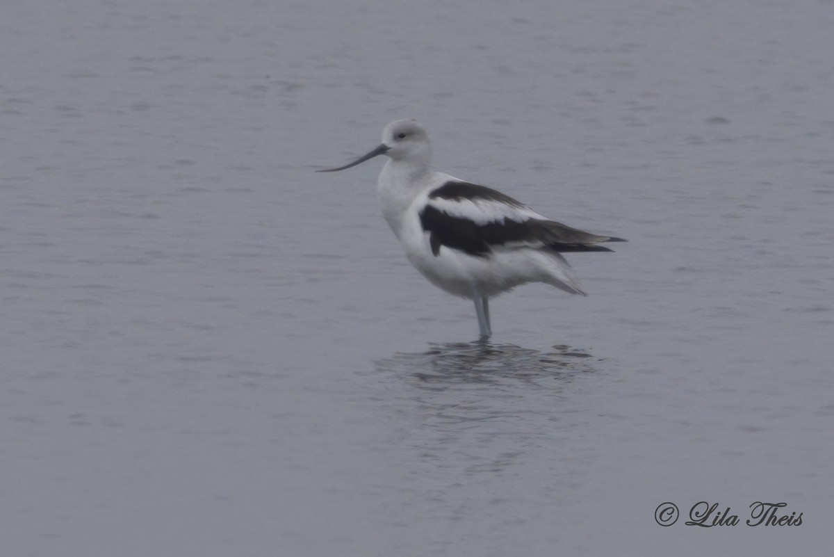 Avocette d'Amérique - ML627589215