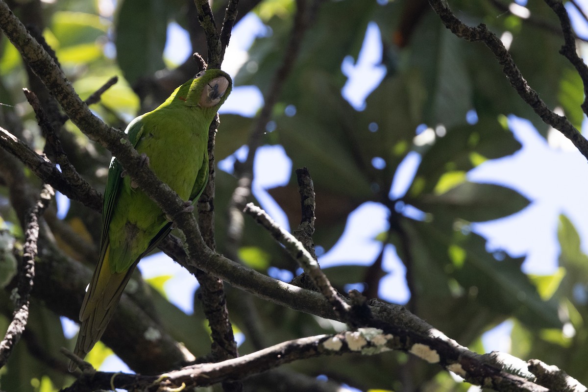 Pacific Parakeet - ML627589222